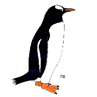 Gentoo Penguin