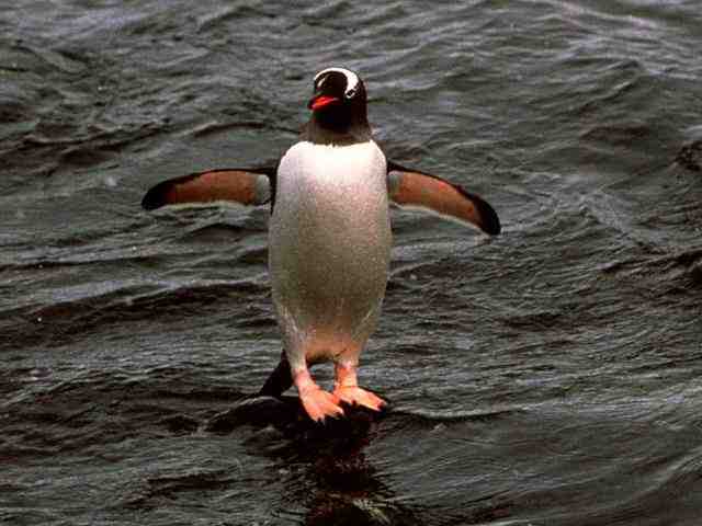 Gentoo Penguin